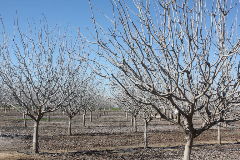 Chill, Heat and Choosing Male Pollinizers: A Complex Situation for Pistachio Growers