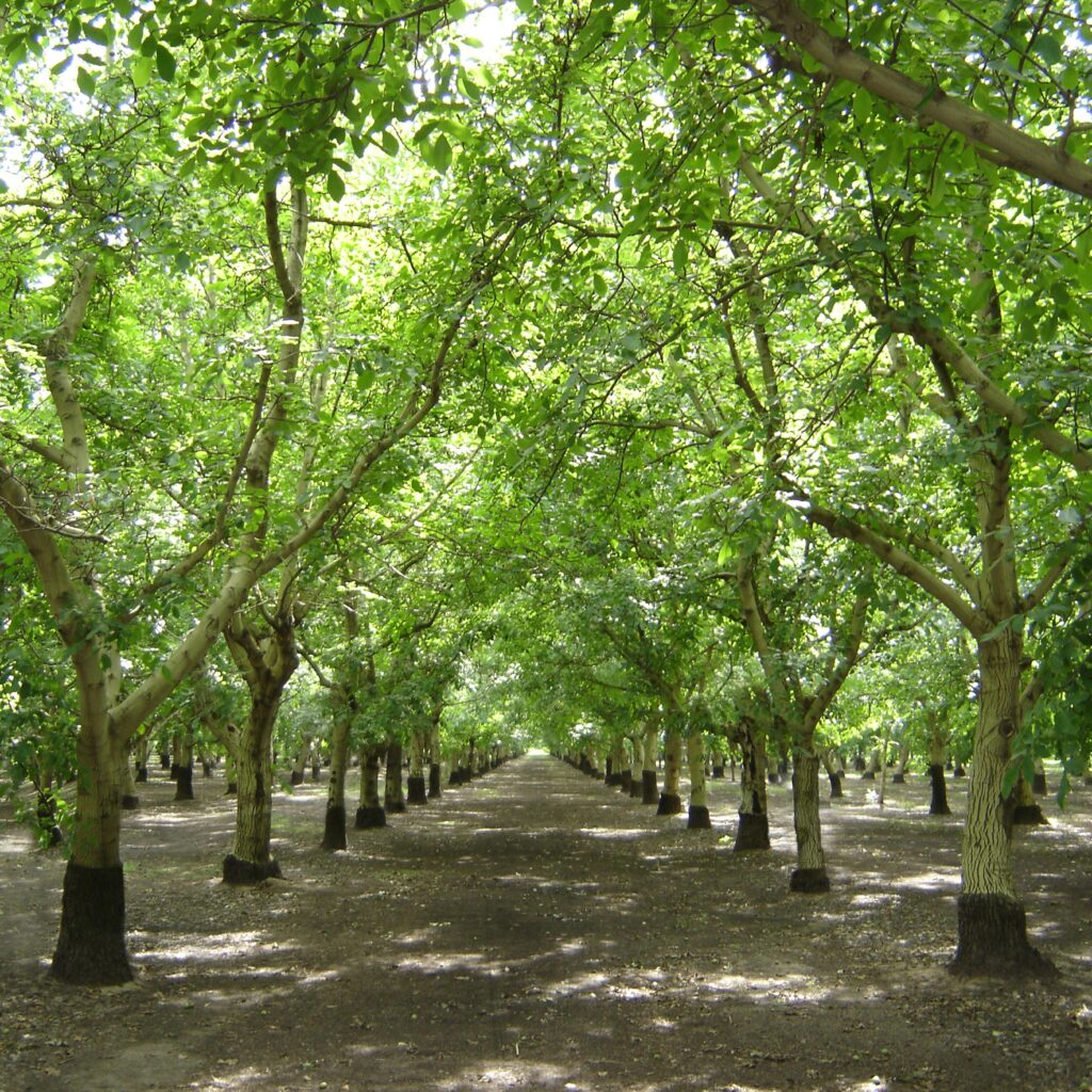Building Demand for California Walnuts