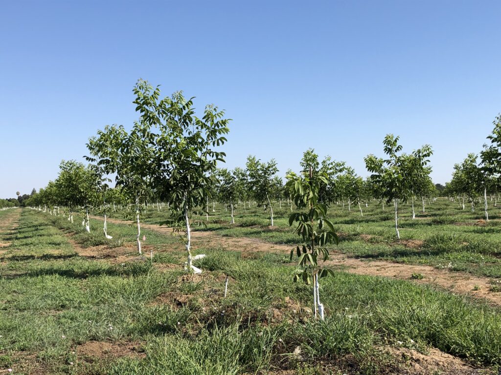 Root Lesion Nematode in Walnuts: Planting the Seeds for Orchard Longevity