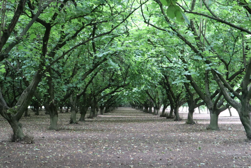 Oregon Hazelnut Varieties in a Nutshell