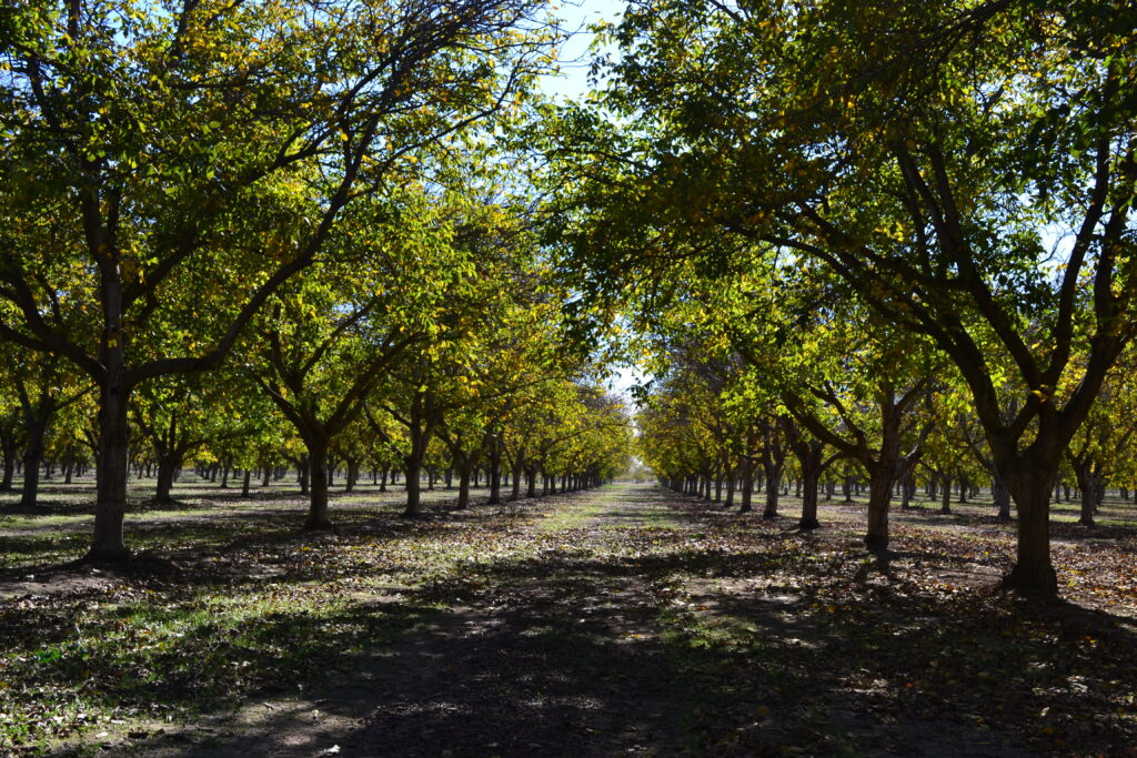Bumper Crops Push Walnut Market