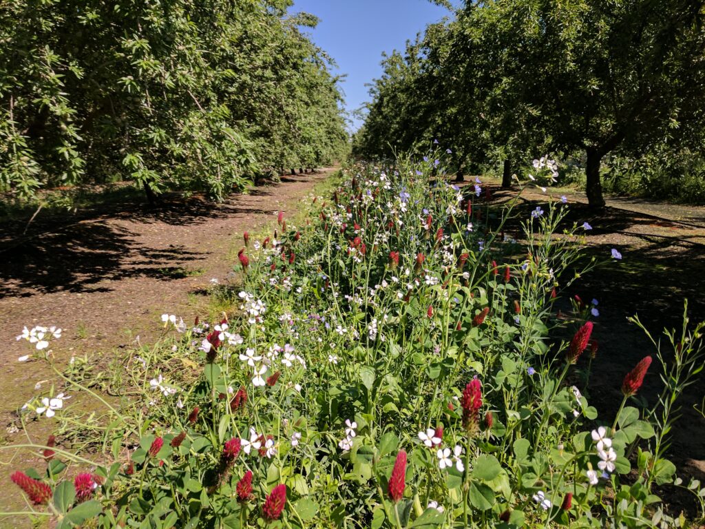 California Pollinator Coalition Aims to Scale Up Pollinator Friendly Practices