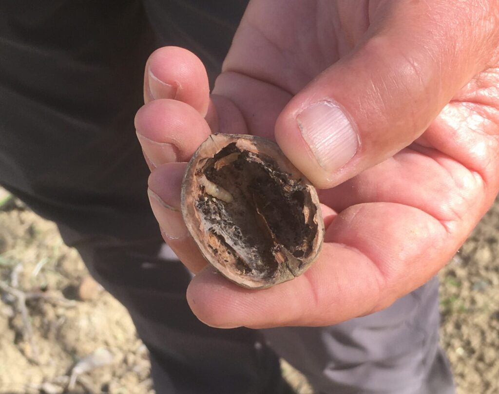 Demonstrating Biologically Integrated Orchard Systems in Walnuts