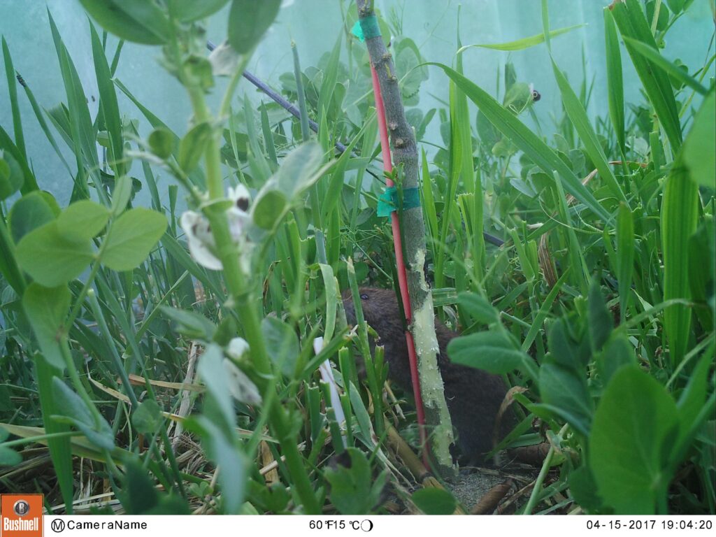 Managing Burrowing Rodents in Walnut