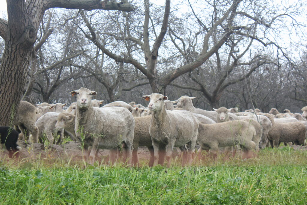 Looking for Some Free Mowing?