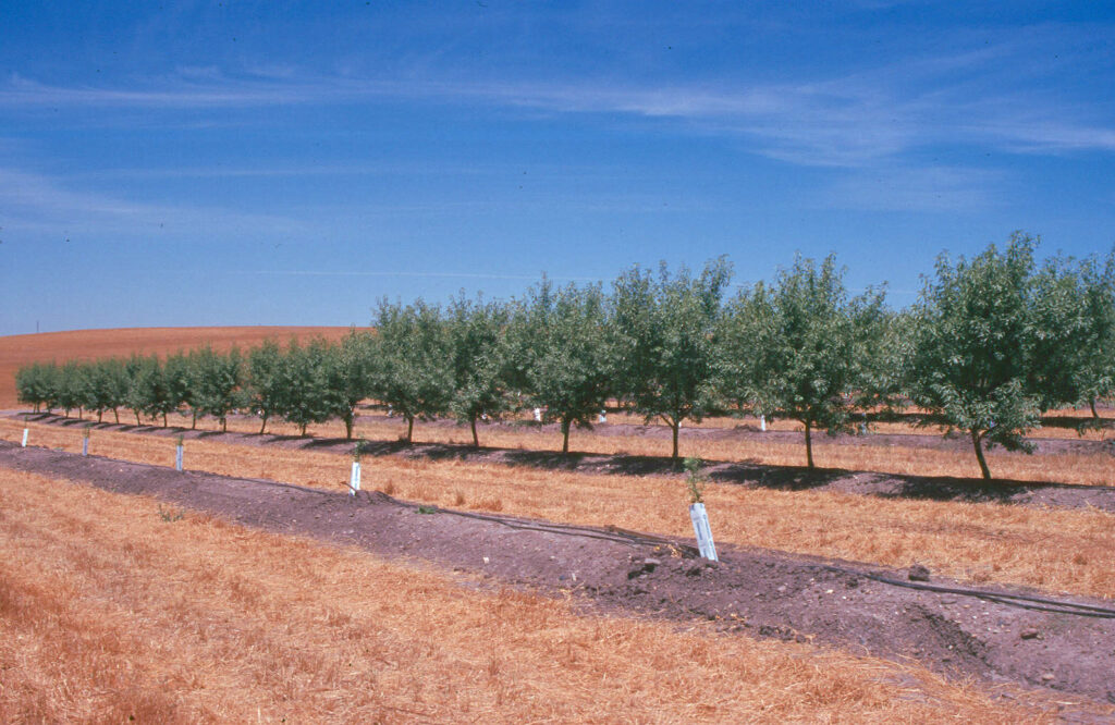 Pruning: When Less is More