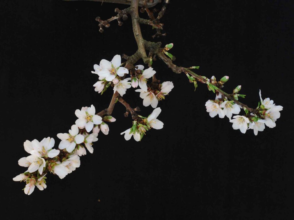 Plant Nutrition Benefits Growers with Pest Management Plans