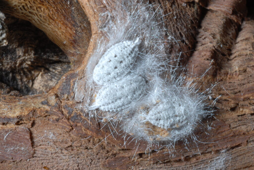 Emerging Pests in Pistachios