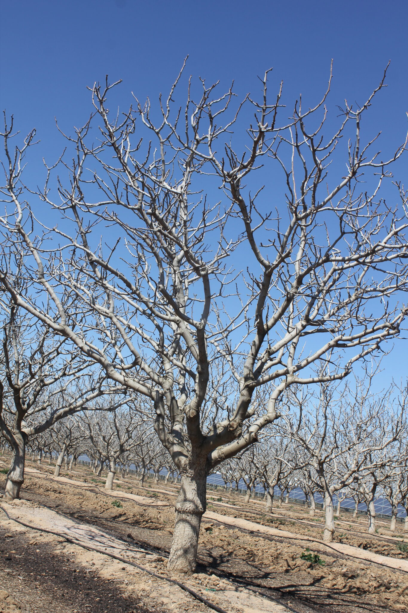 Pistachio tree