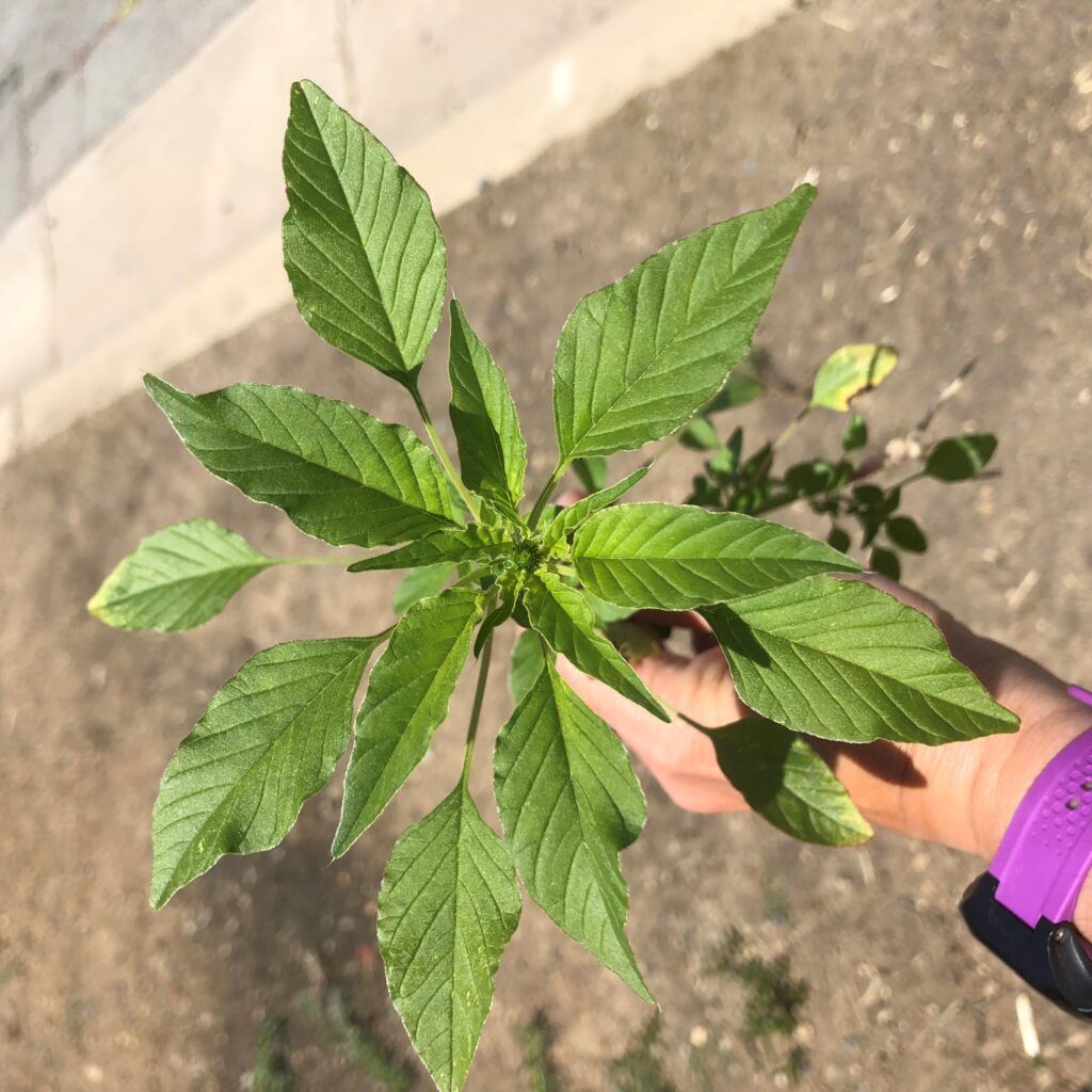Weed Management in Young Nut Orchards