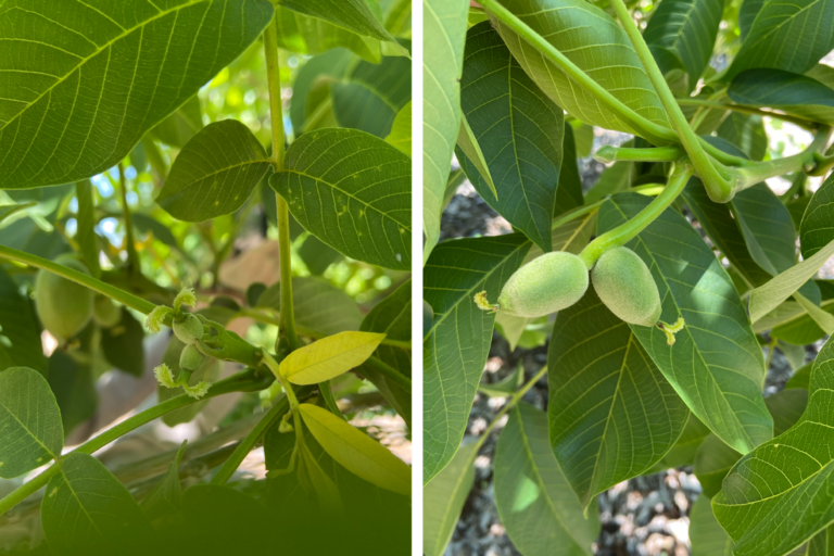 Five Things You Want to See in your Walnut Orchard in July
