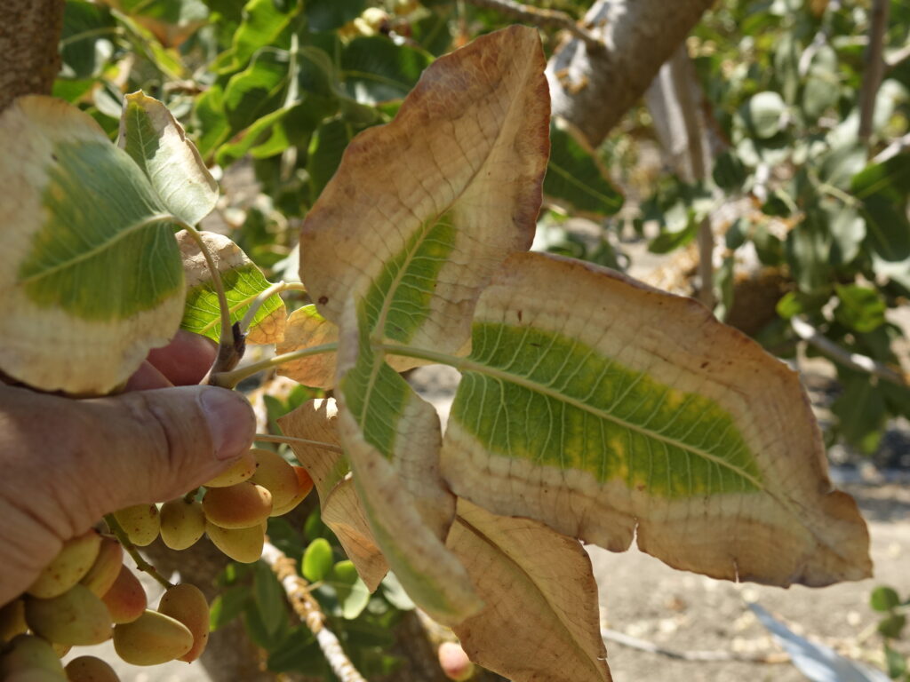 Pistachio Salinity Management