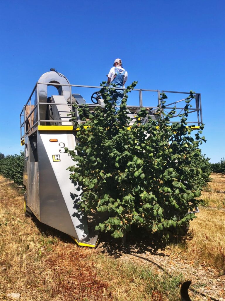 Growers Going Over-the-Top with Hazelnut Harvester