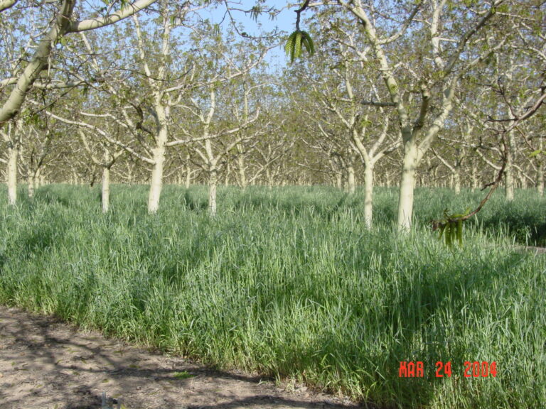 Cover Crops in Walnut Orchards