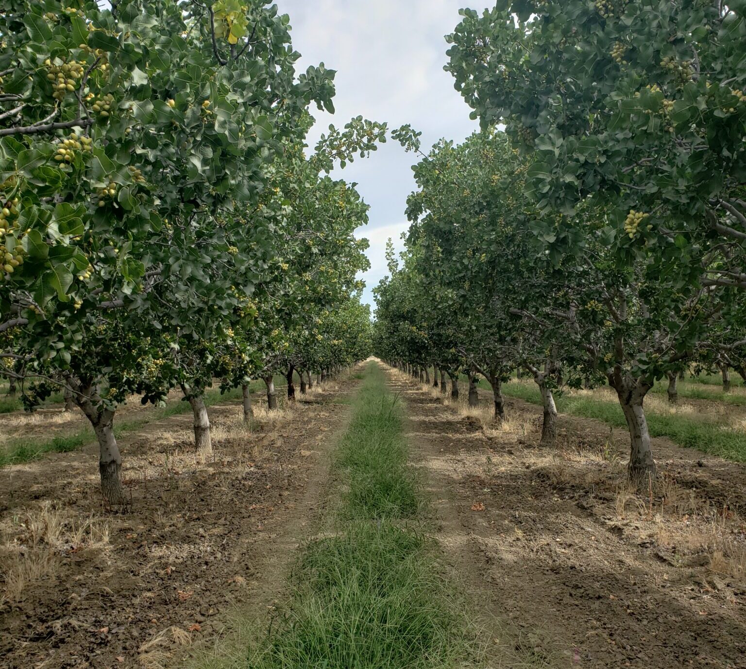 Water Budgeting and Management for Pistachio in a Drought Year: What are the Options?
