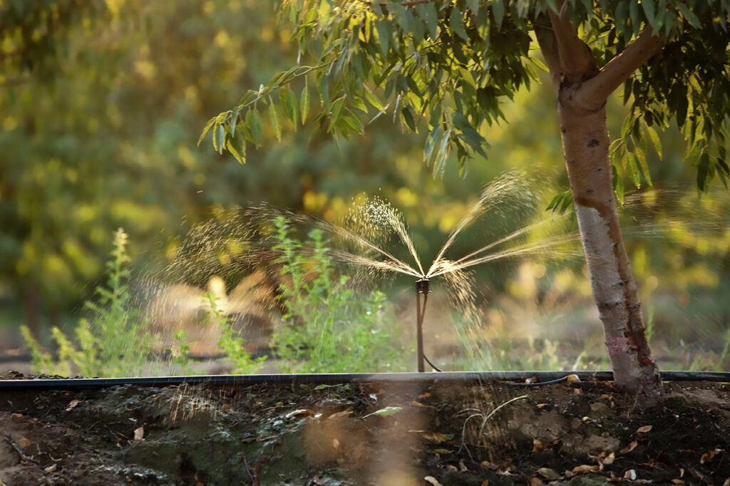 Almond Growers “Squeak By” On Limited Water Supplies