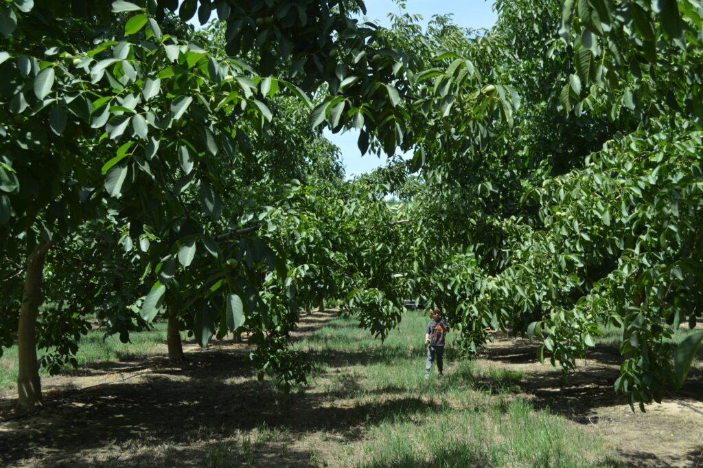 New Wolfskill Variety ‘A Good Bet’ for an Early Season Walnut