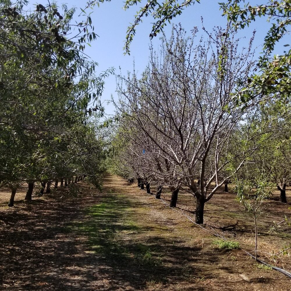Almond Irrigation Systems of  the Future