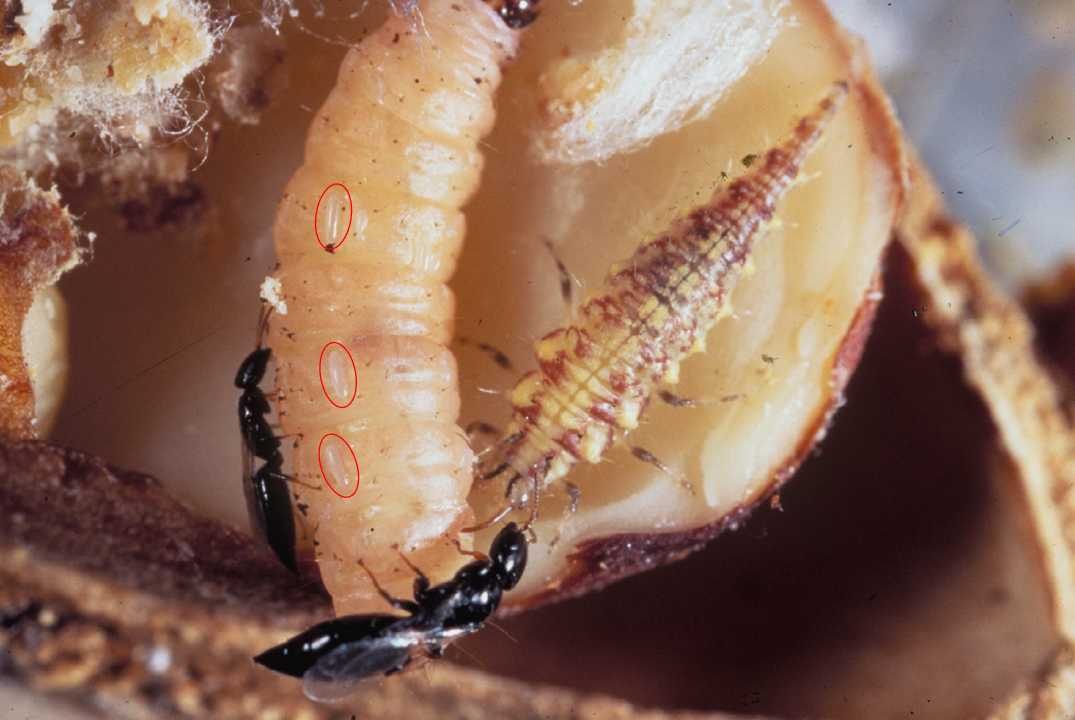 Biological Control of Navel Orangeworm in Tree Nut Orchards