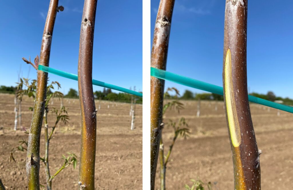 A Pound of Brrrrr: Late-Season Irrigation Can Help Prevent Freeze Damage to Walnut Trees