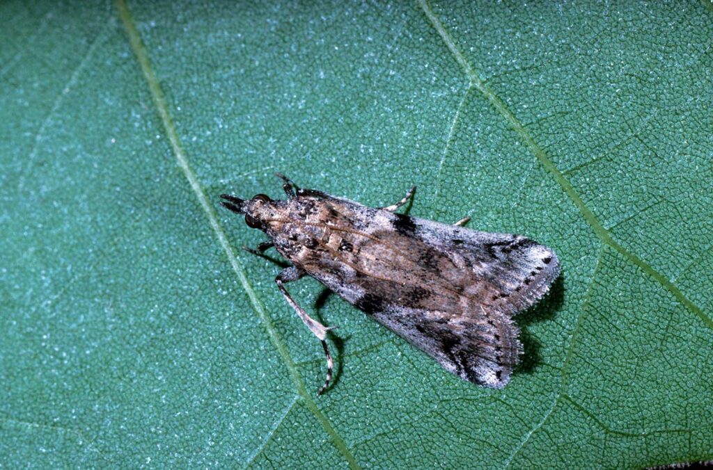 A Look Back at 2008-12 Navel Orangeworm Area-Wide IPM Project and Development of Mating Disruption for NOW