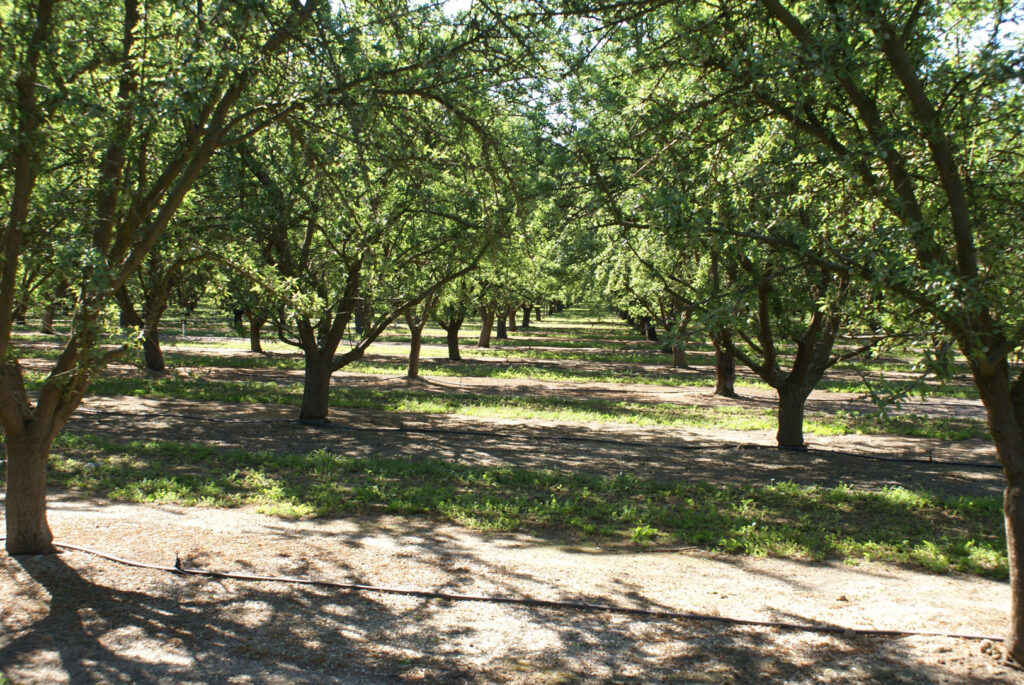 ‘Transformational’ Budget Offers Hope for Tree Nut Research and Extension