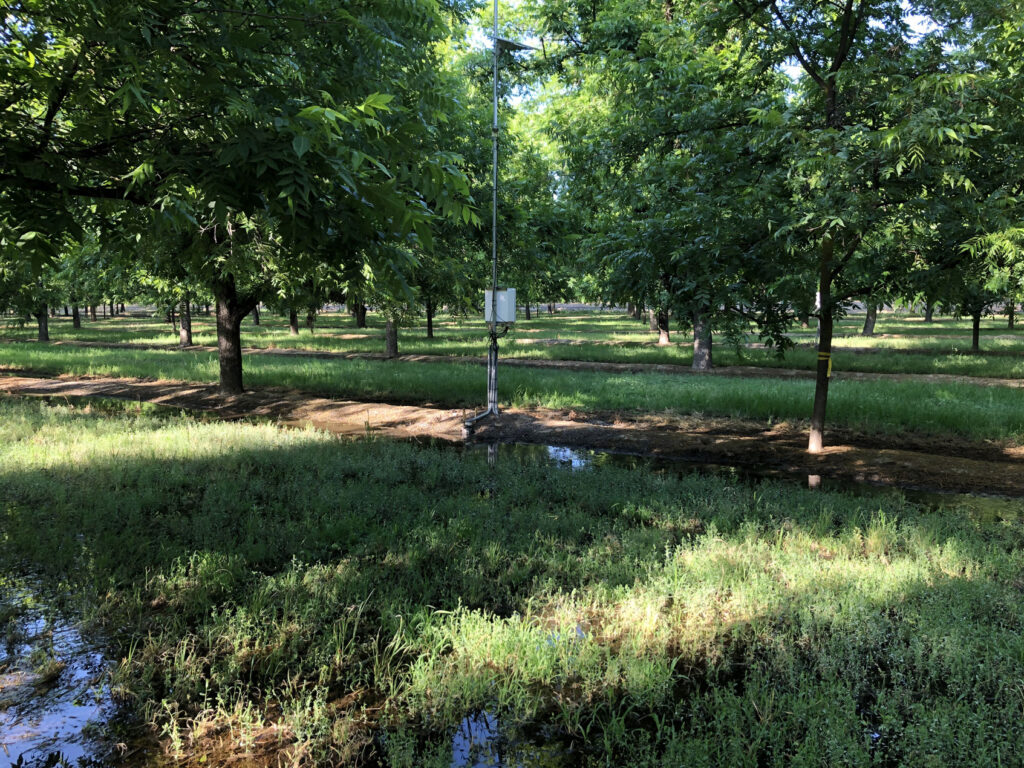 On-Farm Recharge: Lessons from a Pilot Study in Pecans