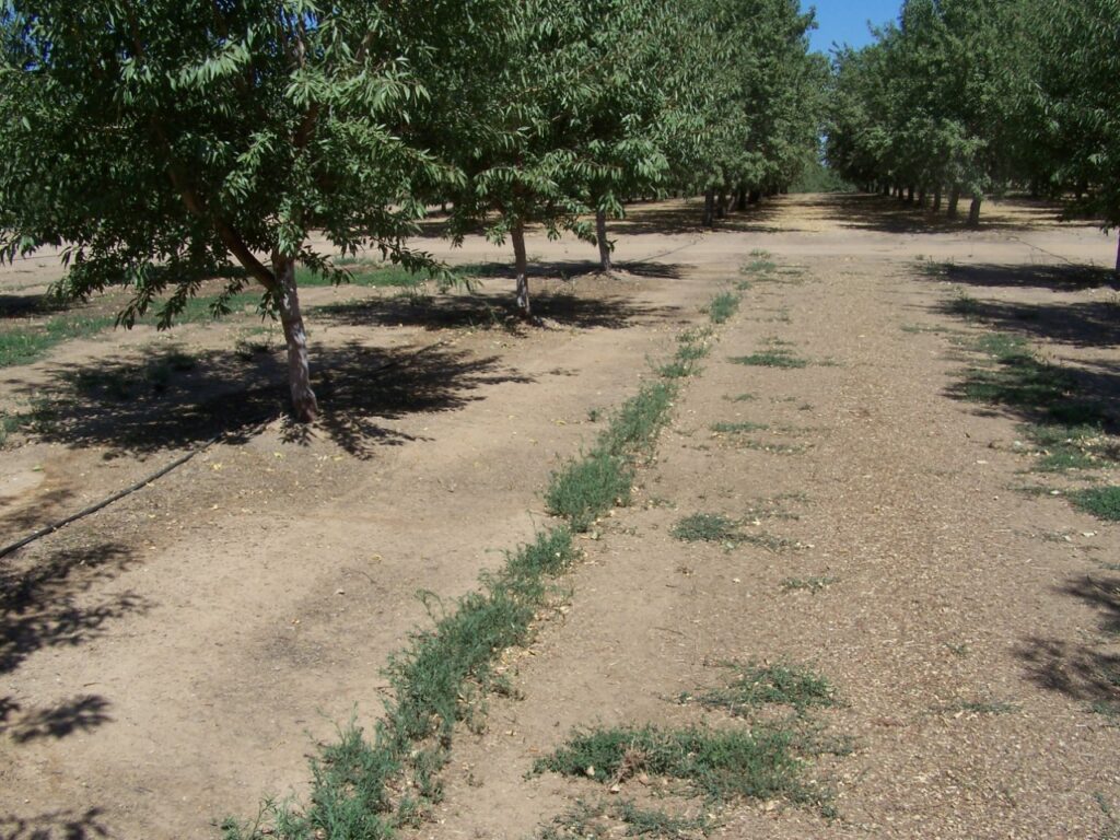 Fall Weed Control a Good Prep for Winter’s ‘Heavy Lifting’
