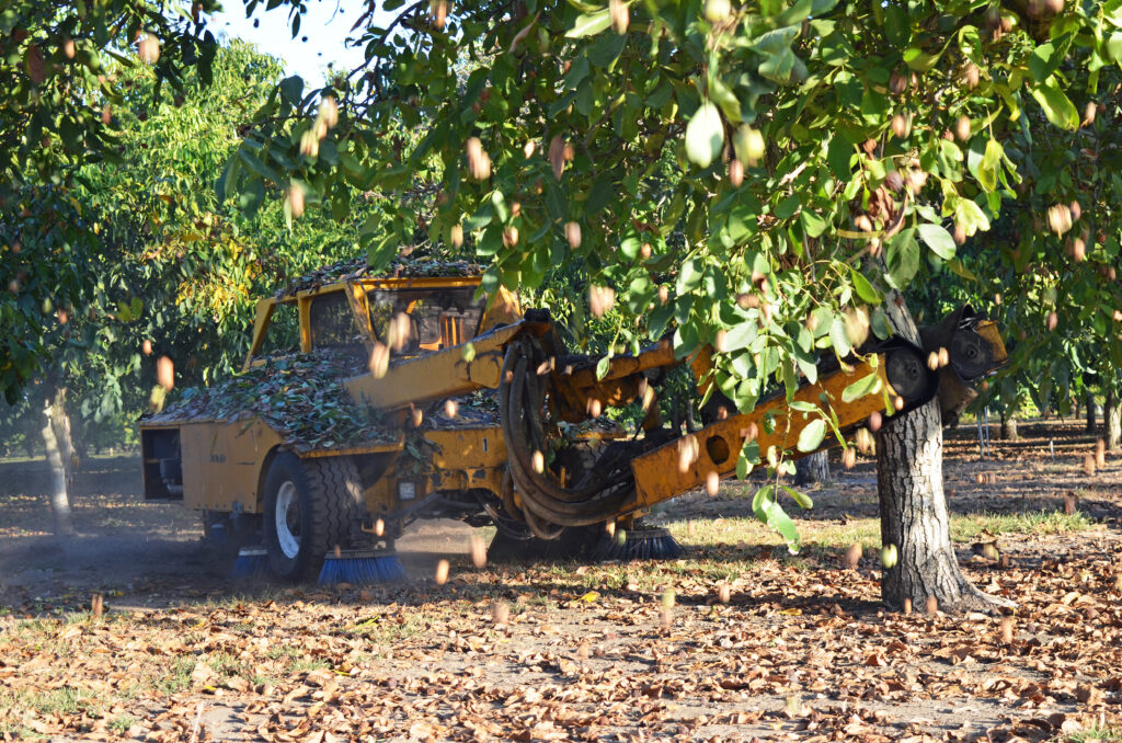 Going for Gold: Feed Your Trees Like Elite Athletes in Training