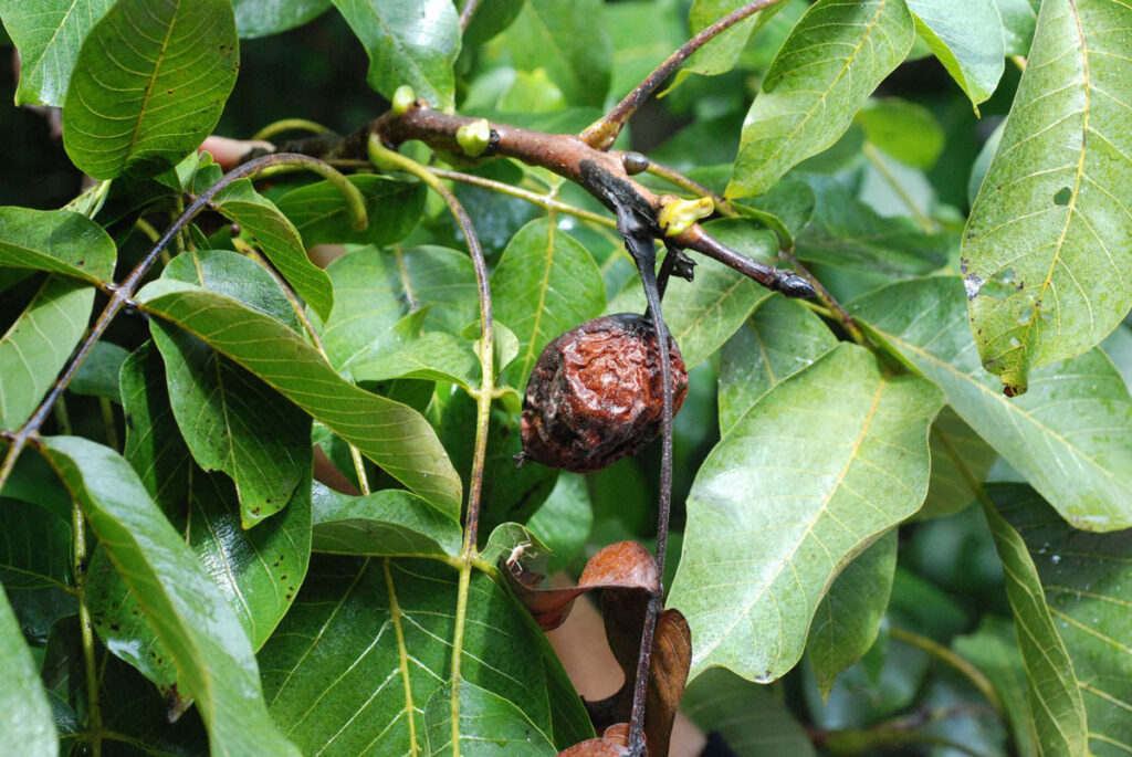 Postharvest Concerns for Walnuts