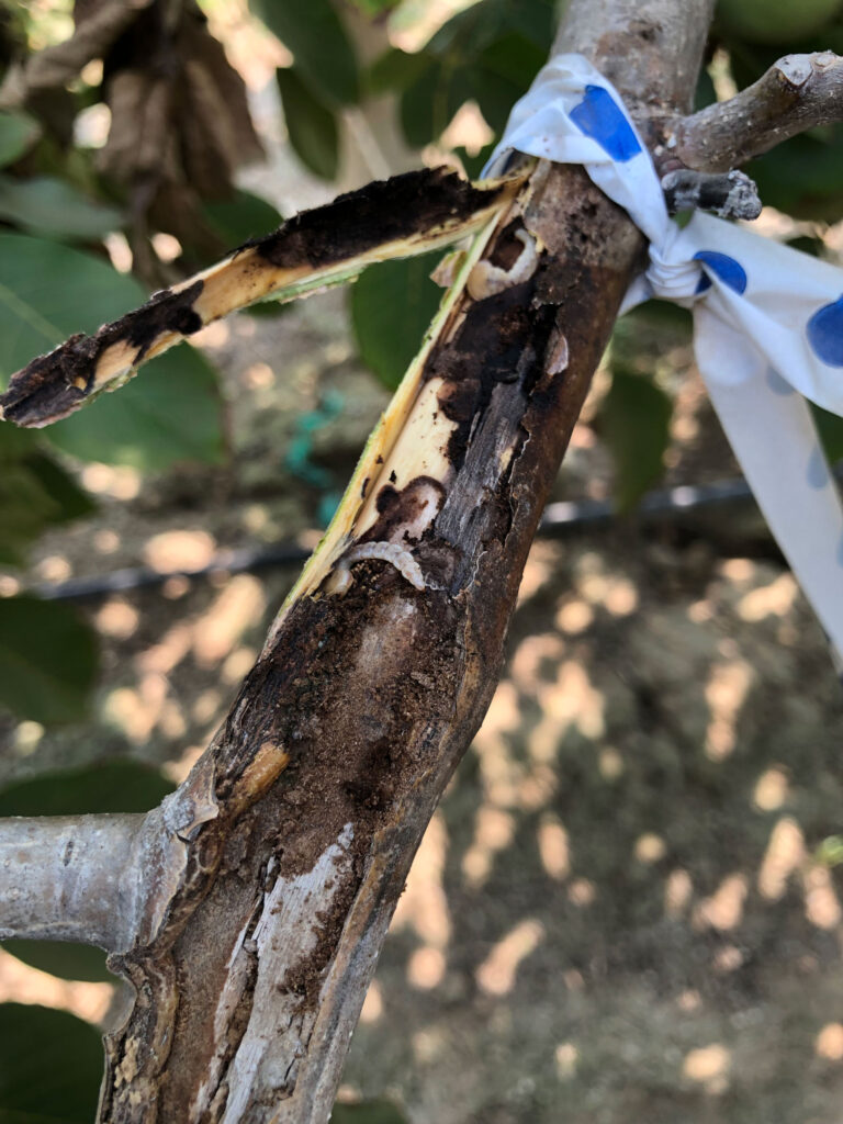 Pacific Flatheaded Borer Emerges as Significant Pest of Walnuts, Hazelnuts