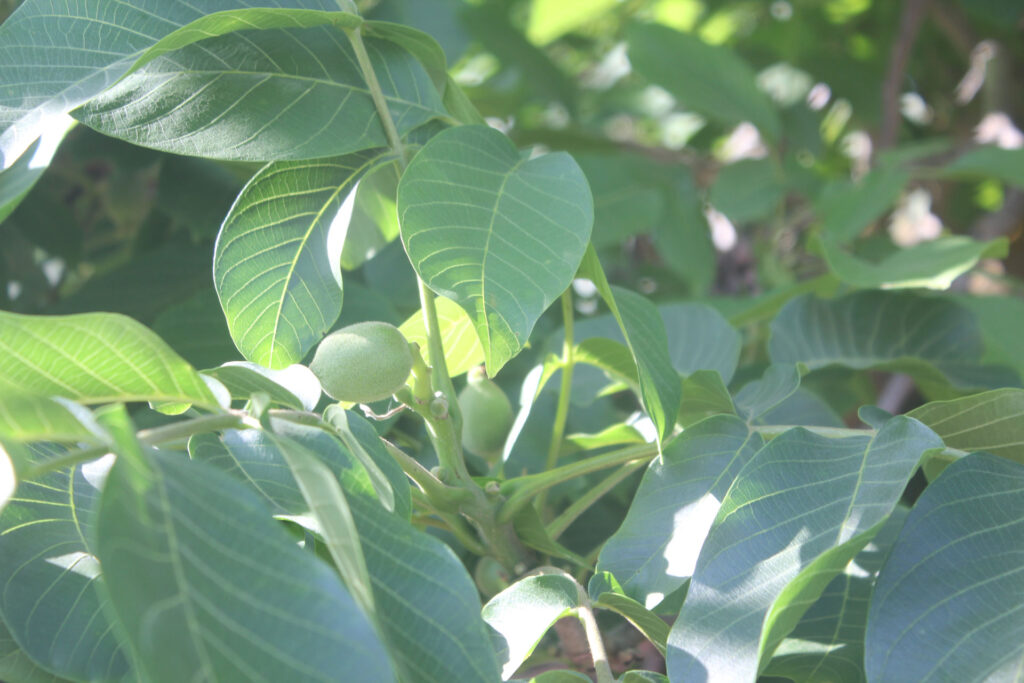 Leaf Sap Analysis in Tree Nuts