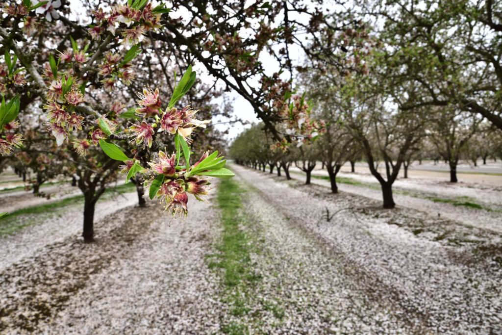 Dormancy: