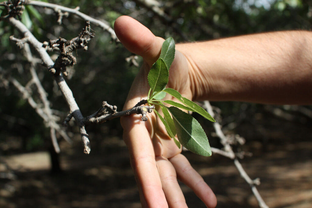 Understanding How Nitrogen is Utilized Improves Nitrogen-Use Efficiency for Almond Growers