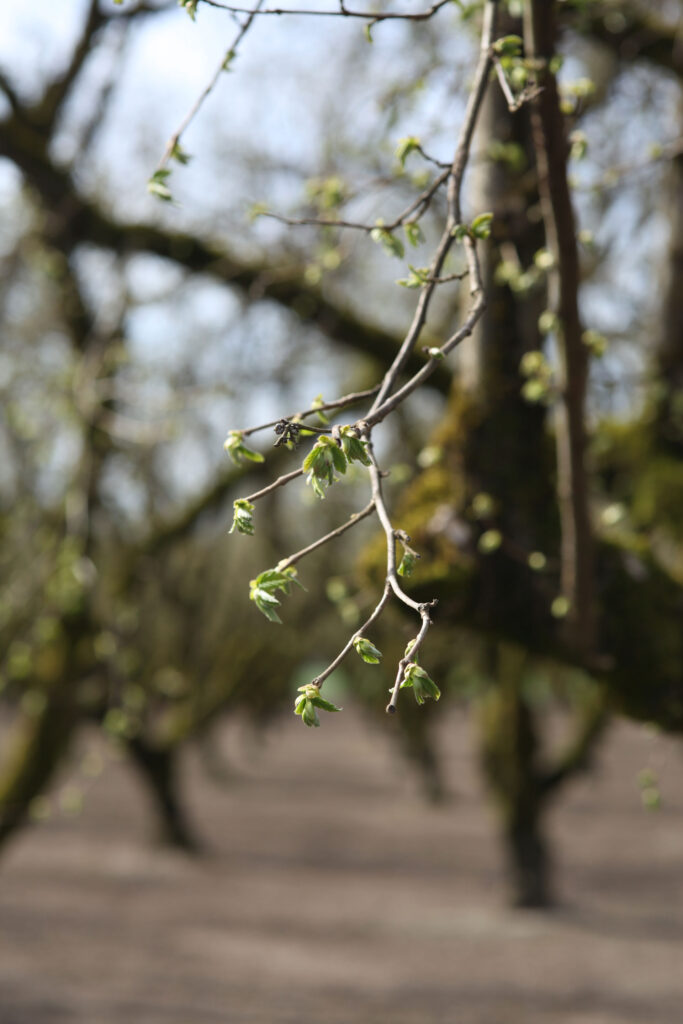 Monitoring and Controlling Leafrollers in Hazelnuts