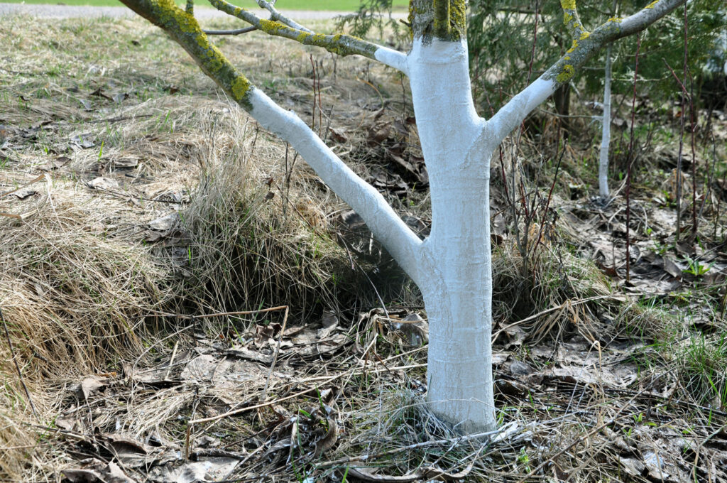 Enhancing Winter Chill in Tree Nut Crops