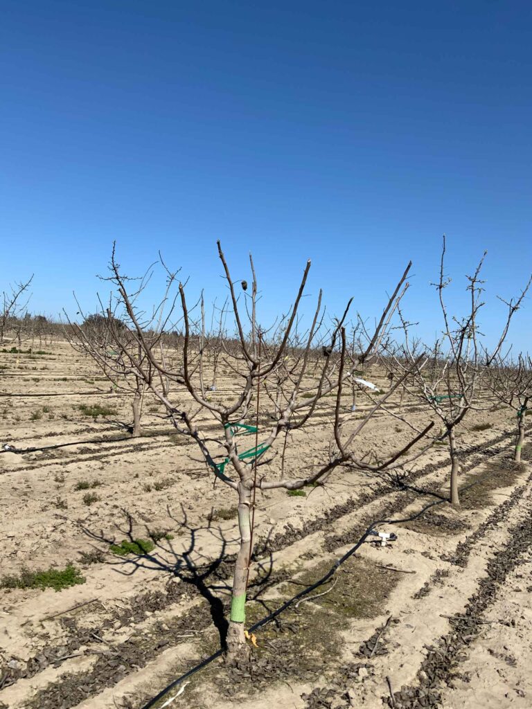 Pistachio Research Looks to Evaluate New Training Systems