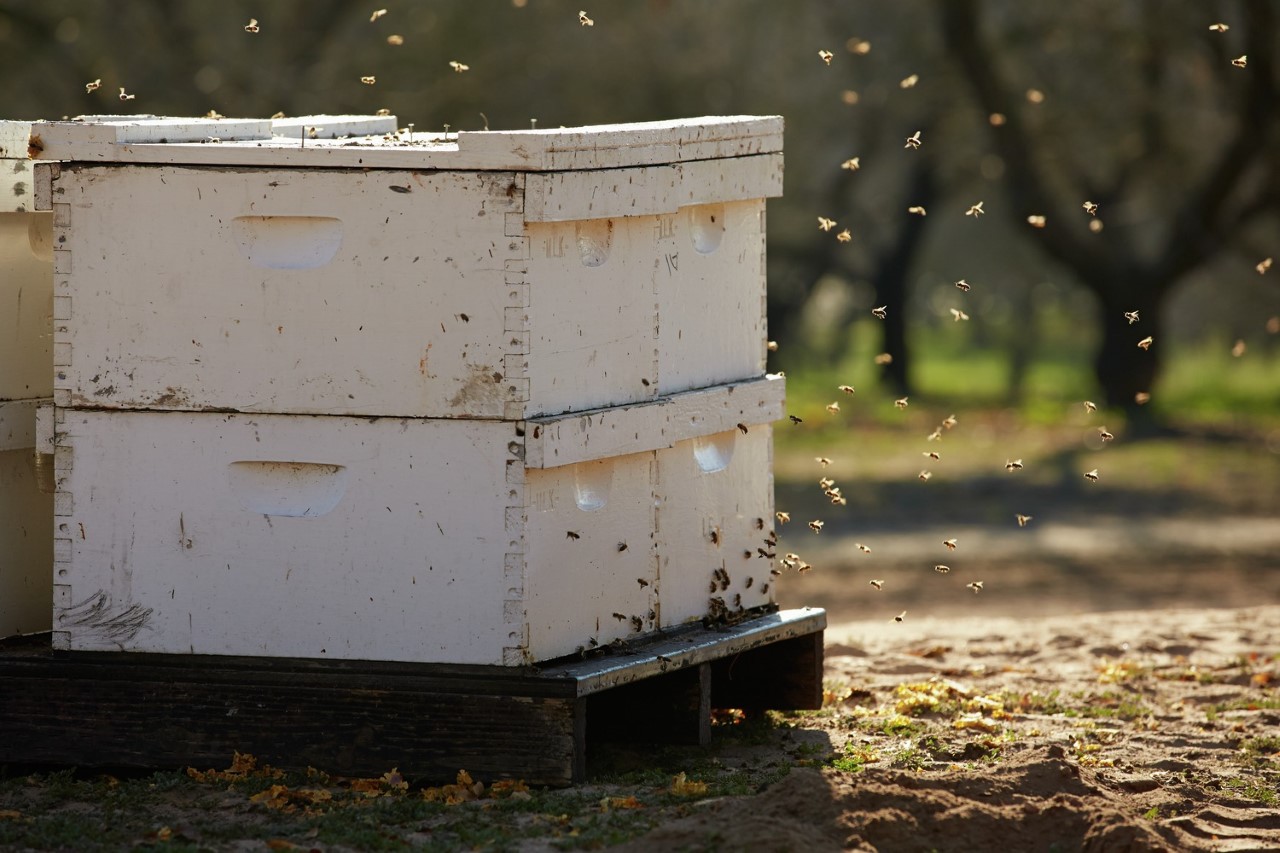 3-3-3 hives courtesy Almond Board of California