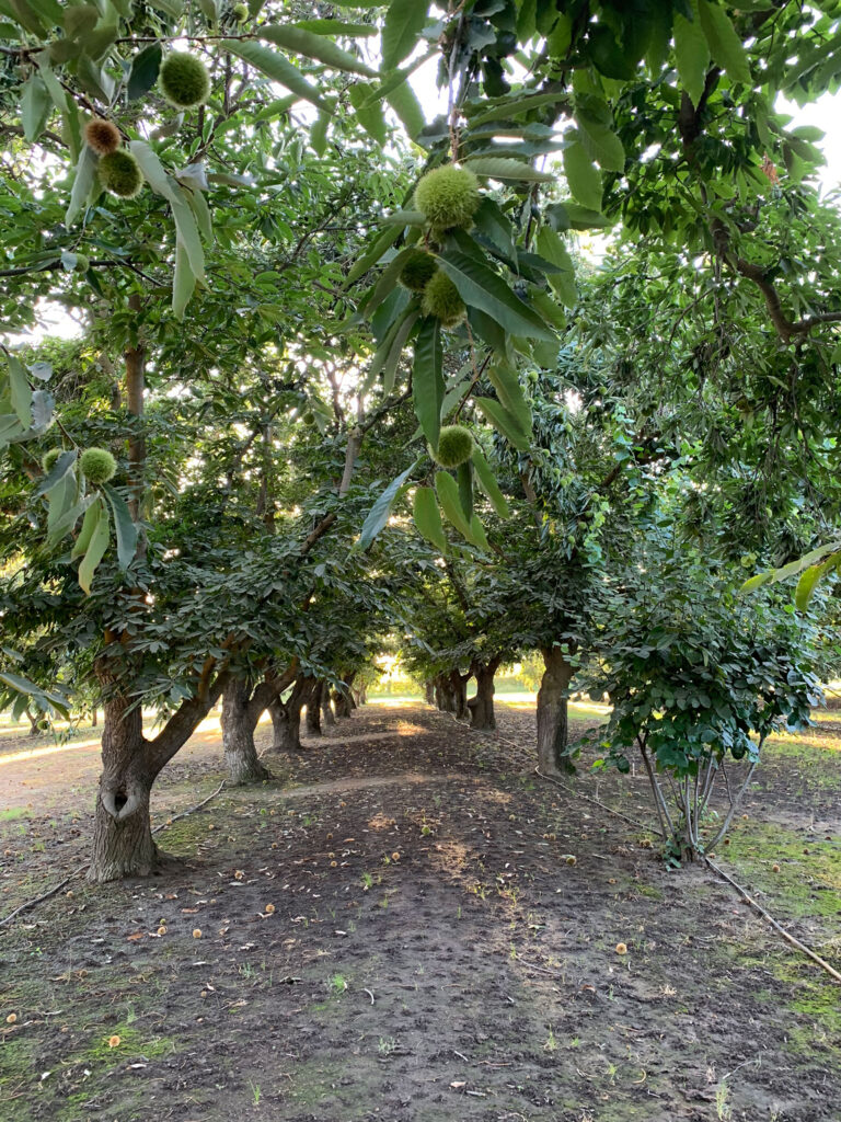Sweet Flavor Keeps Chestnut Buyers Coming Back for More