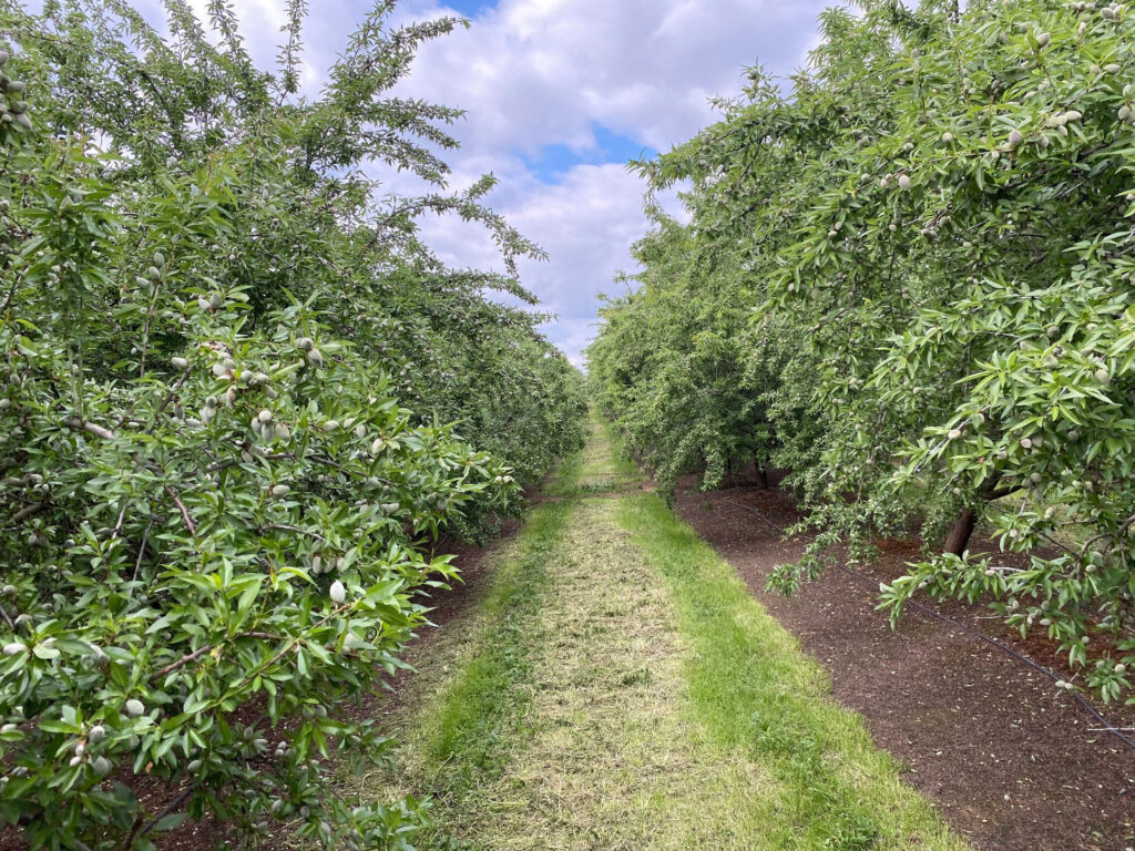 Weighing in on Almond Profitability