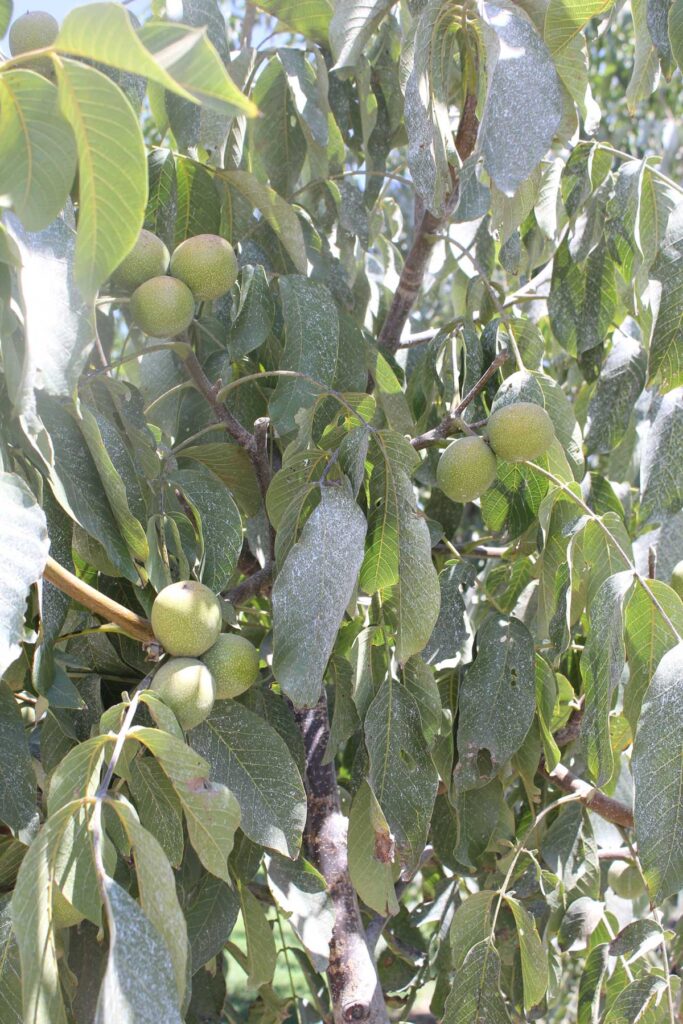 Vigilance for NOW Control in Walnuts