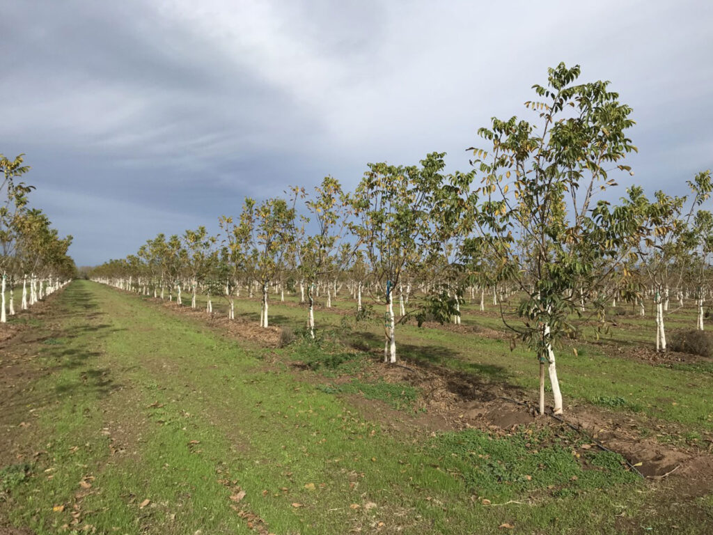 Winter Prep in Walnuts