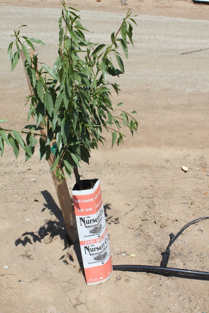 Fungal Canker Diseases Spread During Dormancy