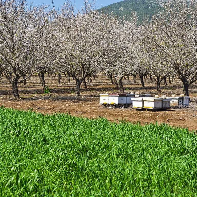 Almond Pollination 2022:  Economic Outlook and Other Considerations