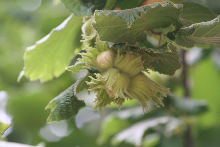 Hazelnut Propagation: A Closer Look at Growing Hazelnuts from Cuttings