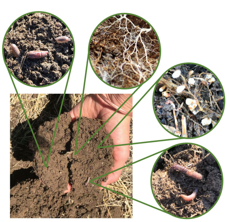 Soil Health: Deriving Benefits from the Ground Up