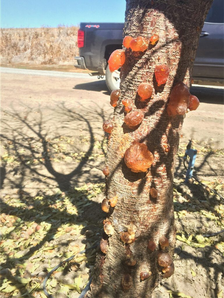 Identifying Trunk and Scaffold Disease of Almonds