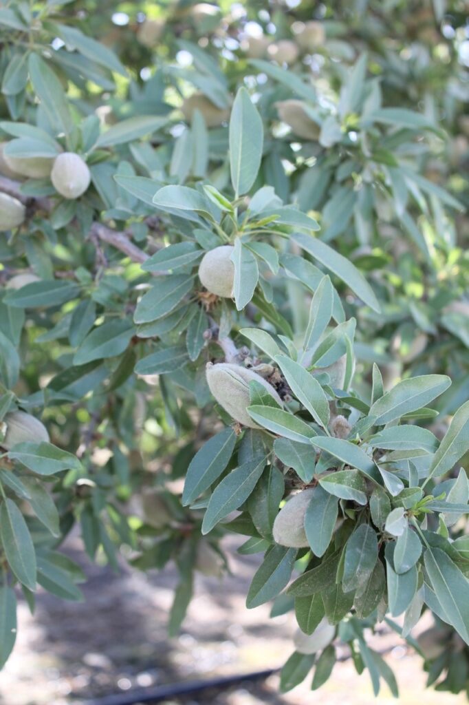 Feeding Trees when Prices are High