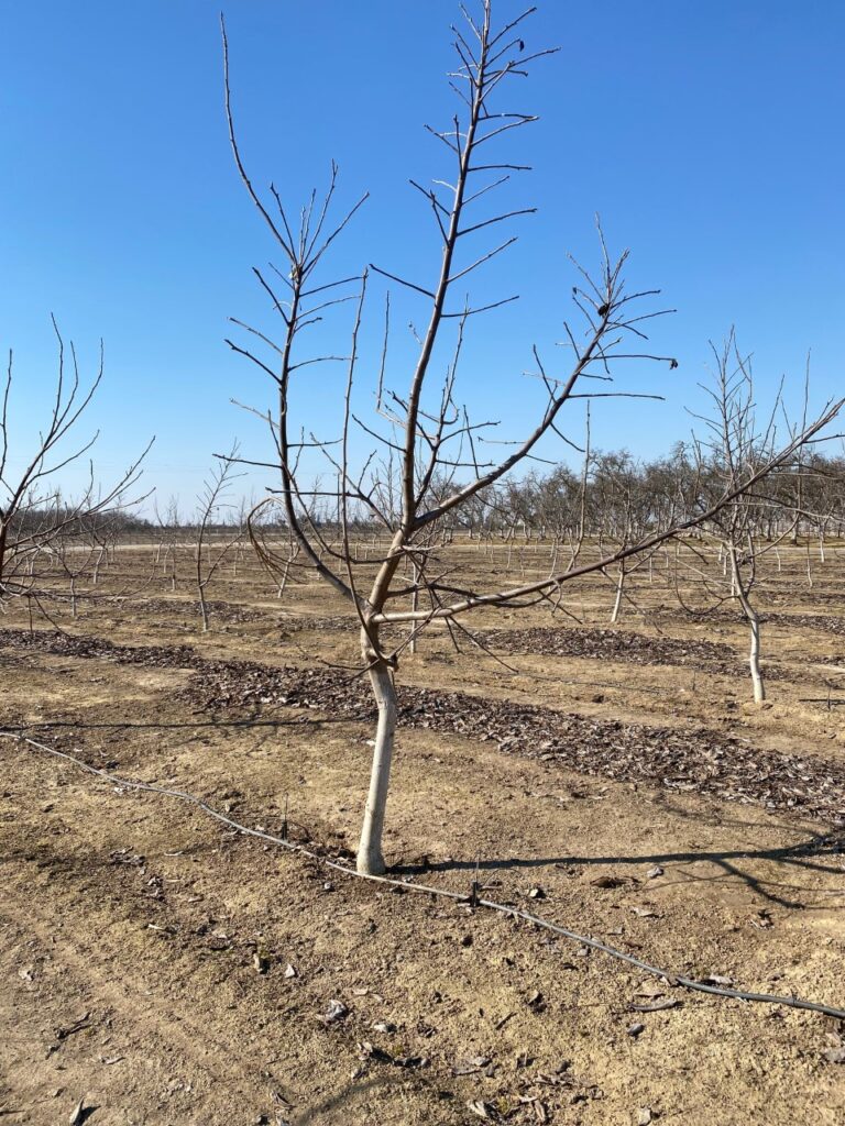 Trial Seeks Post-Plant Nematode Strategies in Walnuts