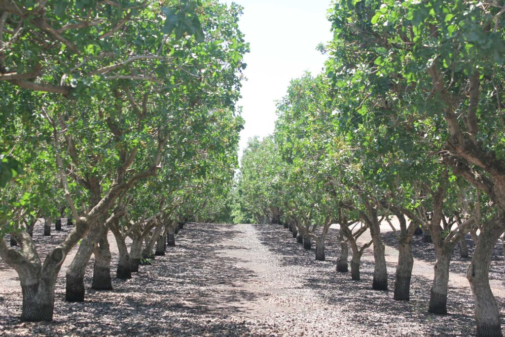 Precision Irrigation is Becoming Technologically Feasible